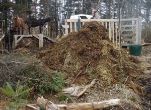 a winter's worth of goat bedding gets piled up as the goats watch on