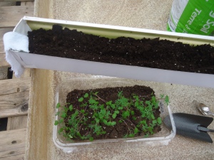 Seedlings ready to be transplanted