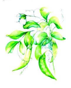 A watercolour painting of peas