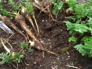parsniparsnips, newly dug laying on the ground