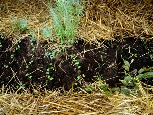 seedlings in cold frame