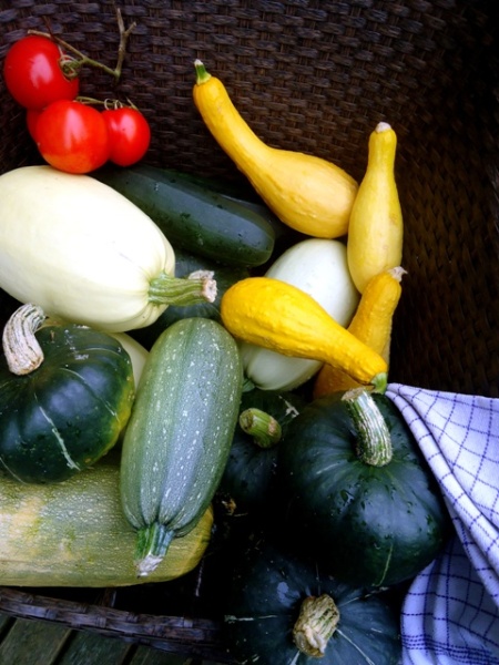 a collection of squash