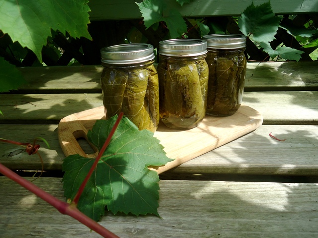 Canned grape leaves